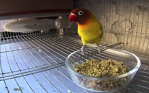 3+ Cara Membuat Jamu untuk Lovebird Lomba