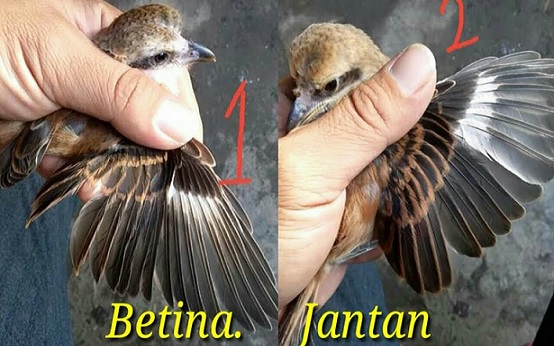 Cara Membedakan Anakan Cendet Jantan dan Betina