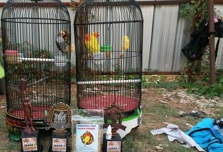 Cara Merawat Burung Lovebird Biar Gacor Cara Merawat Burung Lovebird Biar Gacor