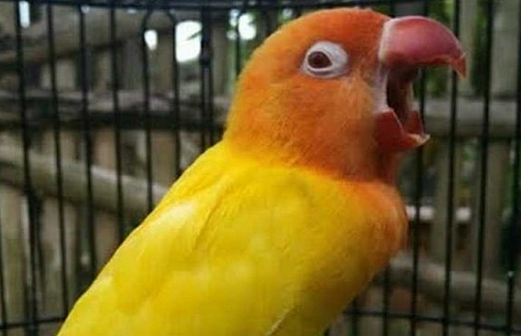 6+ Tips Jitu Agar Lovebird Ngekek Panjang