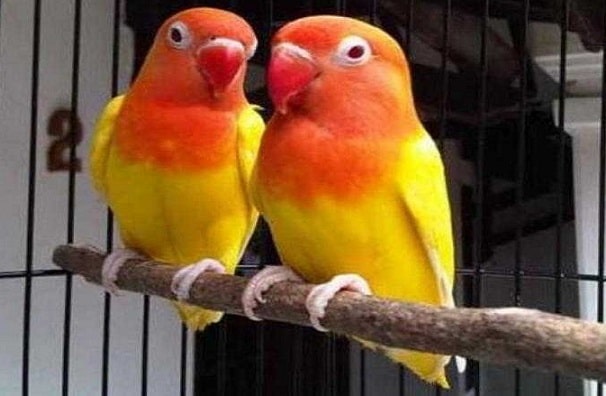 Ciri-Ciri Lovebird Lutino Mata Merah Yang Bagus