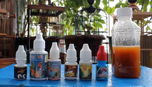 5+ Racikan Doping Burung Pleci Agar Cepat Gacor