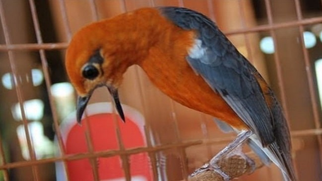 6+ Cara Merawat Anis Merah Macet Bunyi