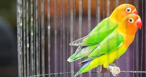 4+ Cara Agar Lovebird Cepat Kawin