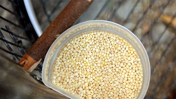 8+ Jamu Konslet Lovebird Mangap