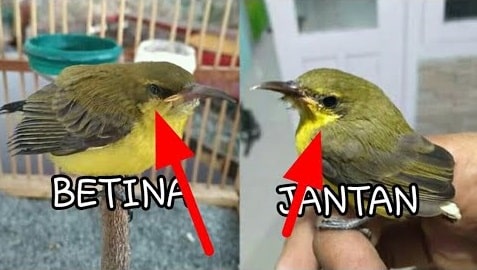 Cara Membedakan Anakan Canting Jantan dan Betina