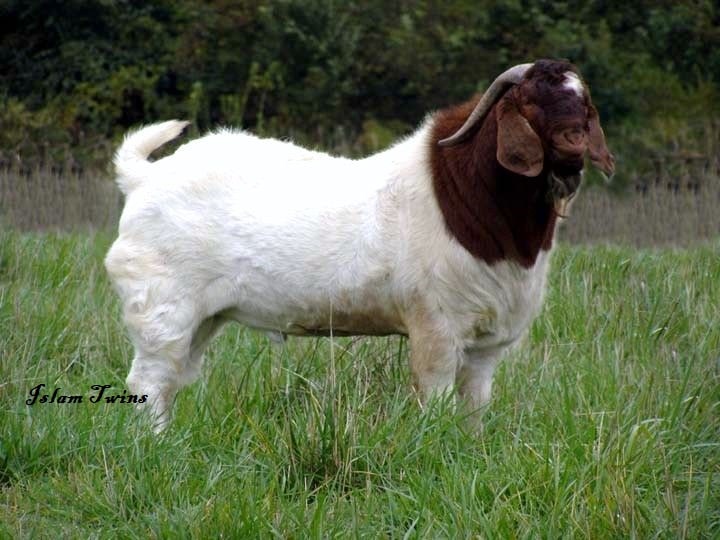 Hukum Memakan Daging Aqiqah Sendiri Hukum Memakan Daging Aqiqah Sendiri