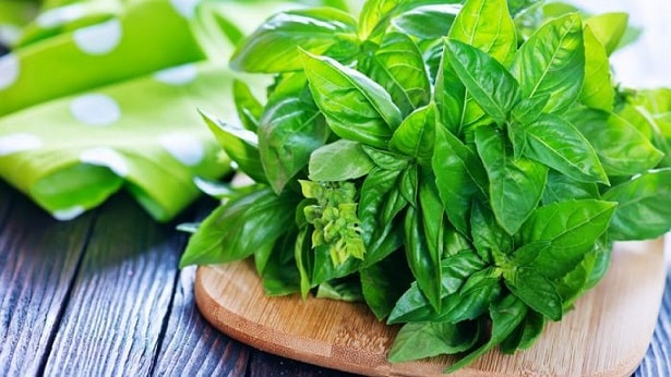 20+ Manfaat Daun Kemangi Untuk Kesehatan Pria