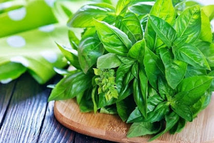 20+ Manfaat Daun Kemangi Untuk Kesehatan Pria