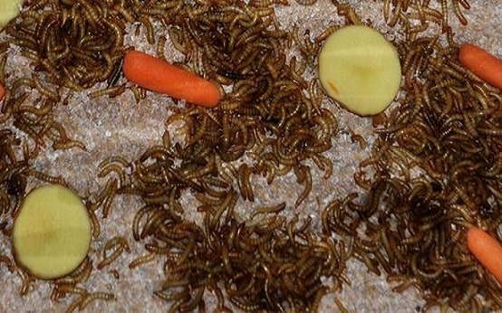 Ulat Kandang, Pakan Bernutrisi Bagi Setiap Burung Kicau