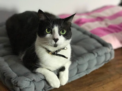 8 Manfaat Memelihara Kucing Bagi Kesehatan Manusia