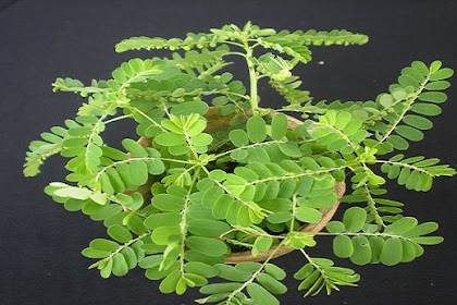 Khasiat Buah Dukung Anak Tuk Kesehatan