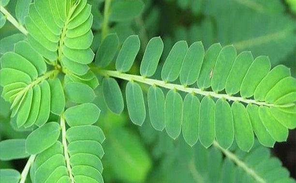 Khasiat Daun Dukung Anak Untuk Lelaki