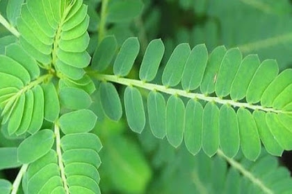 Khasiat Daun Dukung Anak Untuk Lelaki