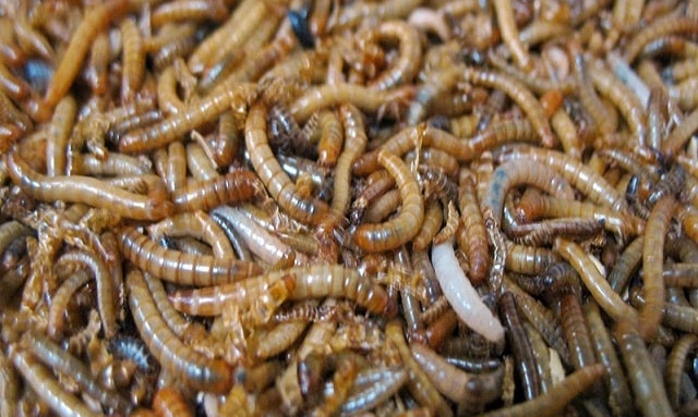 6+ Cara Ternak Ulat Hongkong Terlengkap