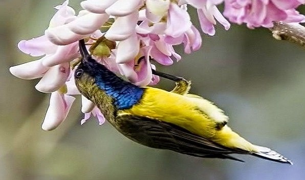 Tips Perawatan Bulu Burung Sogok Ontong Agar Tidak Pudar