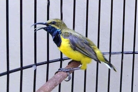 Tips Agar Burung Sogok Ontong Gacor