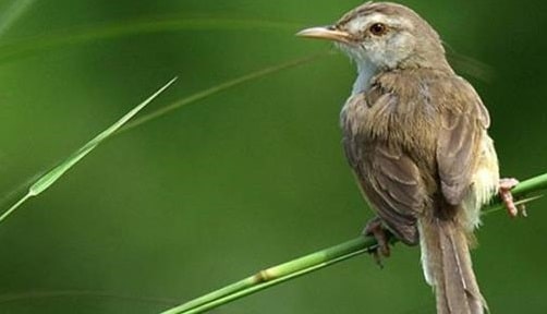 12+ Cara Merawat Ciblek Gunung dari Lolohan hingga Dewasa