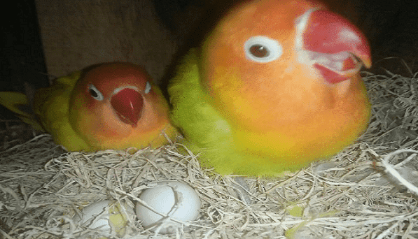 7+ Cara Agar Lovebird Cepat Bertelur