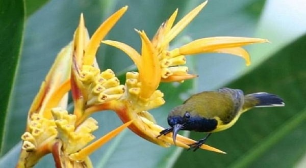 Burung Sogok Ontong, Tips Perawatan yang Baik dan Benar