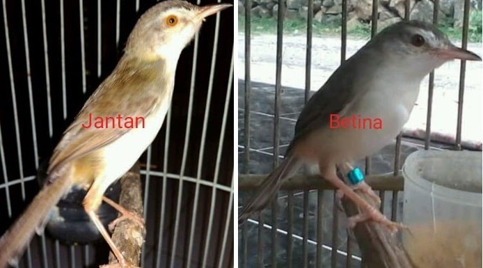 Perbedaan Burung Ciblek Sawah Jantan dan Betina