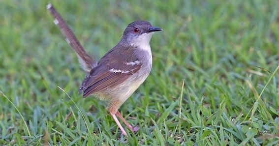Cara Merawat Burung Cilek Sawah agar Gacor